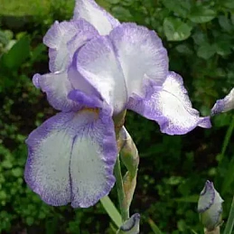 Ирис германский (бородатый) 'Блу Шиммер'