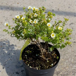 Лапчатка Примроуз Бьюти 