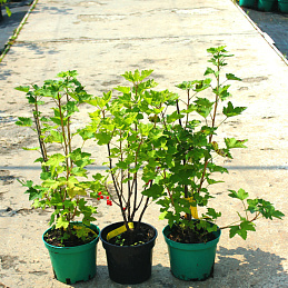 Смородина красная 'Натали'