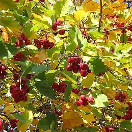 Боярышник однопестичный