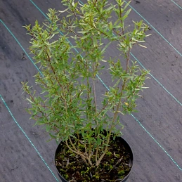 Ива пурпурная 'Нана'