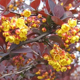Барбарис оттавский 'Суперба'