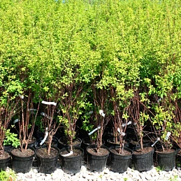 Спирея Вангутта