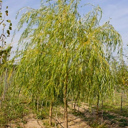 Ива белая 'Чермезина'