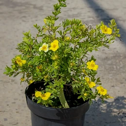 Лапчатка кустарниковая 'Голдтеппич'