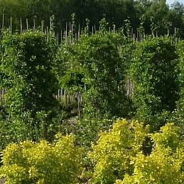 Боярышник сливолистный