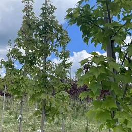 Клен красный