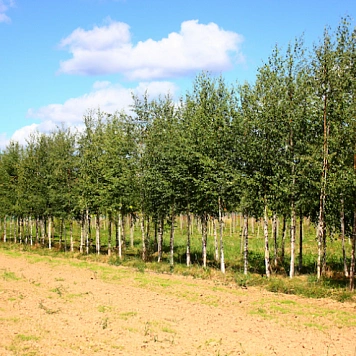 Аллейные деревья