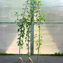 Яблоня домашняя Медуница