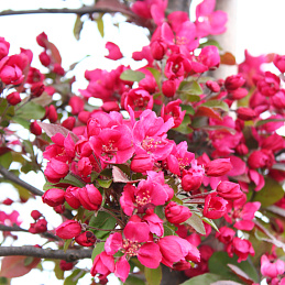 Яблоня декоративная 'Профьюжн'