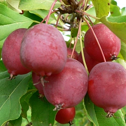 Яблоня декоративная 'Долго' (китайка)