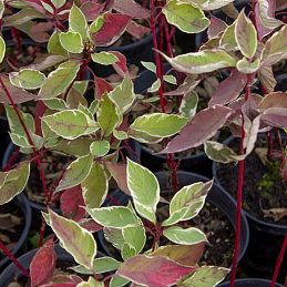 Дерен белый 'Элегантиссима'