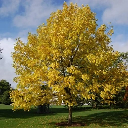 Ясень 'Саммит'