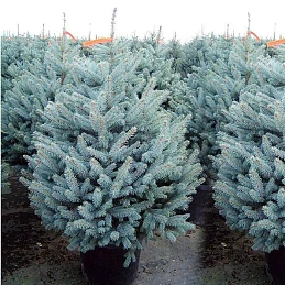 Ель колючая 'Фат Альберт'