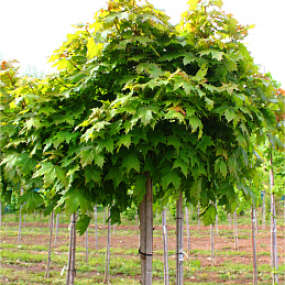 Клен остролистный 'Глобозум'