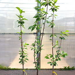 Дюк 'Чудо-вишня'