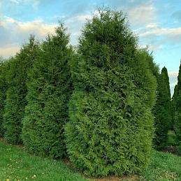 Туя западная Брабант (Brabant)