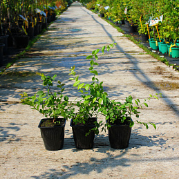 Голубика высокорослая 'Нортблю'