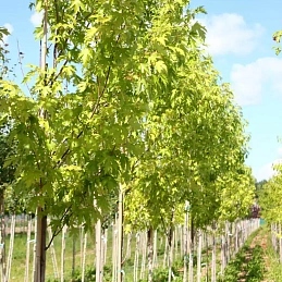 Клен сахарный 'Пирамидале'