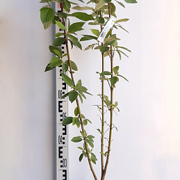 Дерен белый