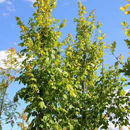 Клен красный 'Сканлон'