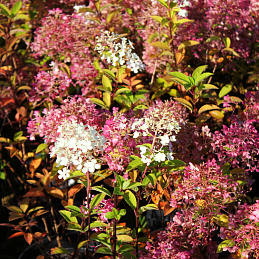 Гортензия метельчатая «Бобо» 