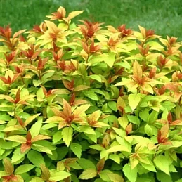 Спирея японская 'Грин энд Голд'