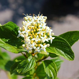 Дерен отпрысковый 'Флавирамеа'