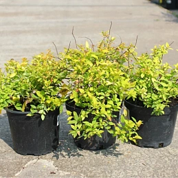 Спирея японская Голден Принцес (Golden Princess)