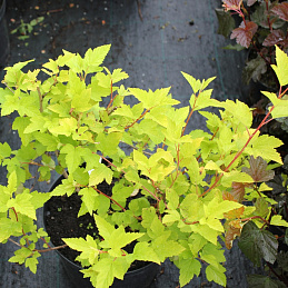 Пузыреплодник 'Дартс Голд'