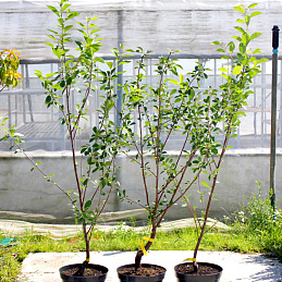 Вишня обыкновенная 'Шоколадница'