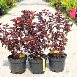 Пузыреплодник 'Андре'