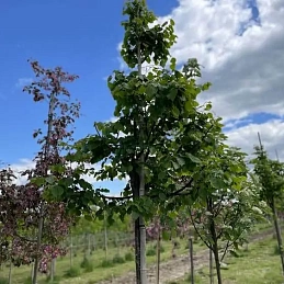 Липа мелколистная 'Грин Глоб'