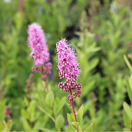 Спирея Билларда