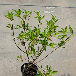 Дерен белый 'Сайбериан Перлс'