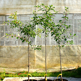 Слива 'Светлячок'