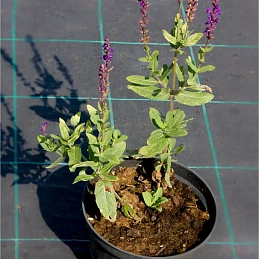 Сальвия дубравная (Шалфей) 'Карадонна'