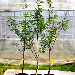 Вишня 'Тургеневская'