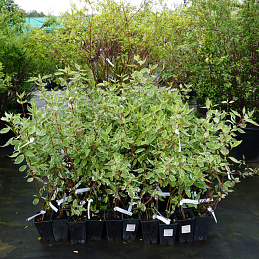 Дерен белый 'Аргентеомаргината'