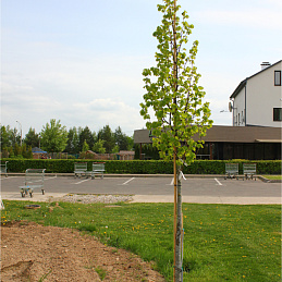 Липа европейская