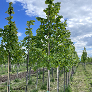 Крупномеры деревьев
