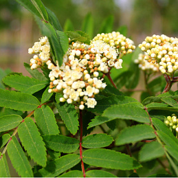 Рябина обыкновенная