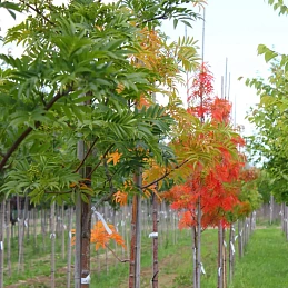 Рябина смешанная 'Додонг'