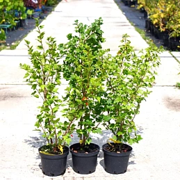 Смородина альпийская