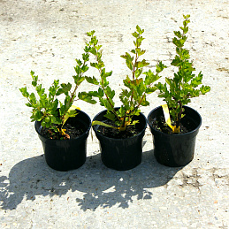 Крыжовник 'Малахит'