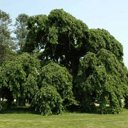 Вяз шершавый