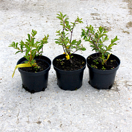 Жимолость съедобная 'Голубой десерт'