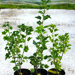 Смородина Белая версальская