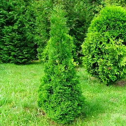 Туя западная 'Холмструп'