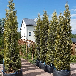 Туя западная 'Еллоу Риббон'